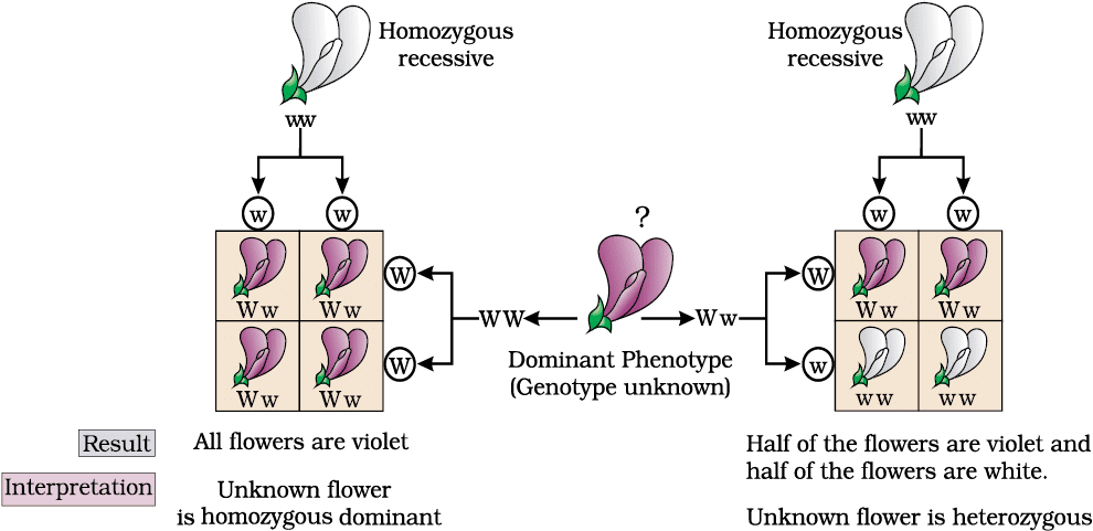 Worksheet with Solutions: Principles of Inheritance and Variation | Biology Class 12 - NEET