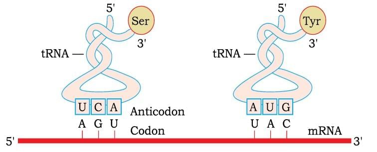 Important Diagrams: Molecular Basis of Inheritance | Biology Class 12 - NEET