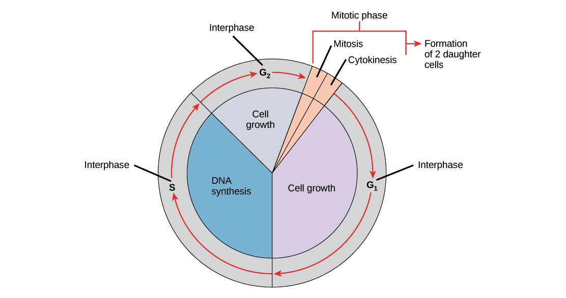Cell Cycle and Checkpoints