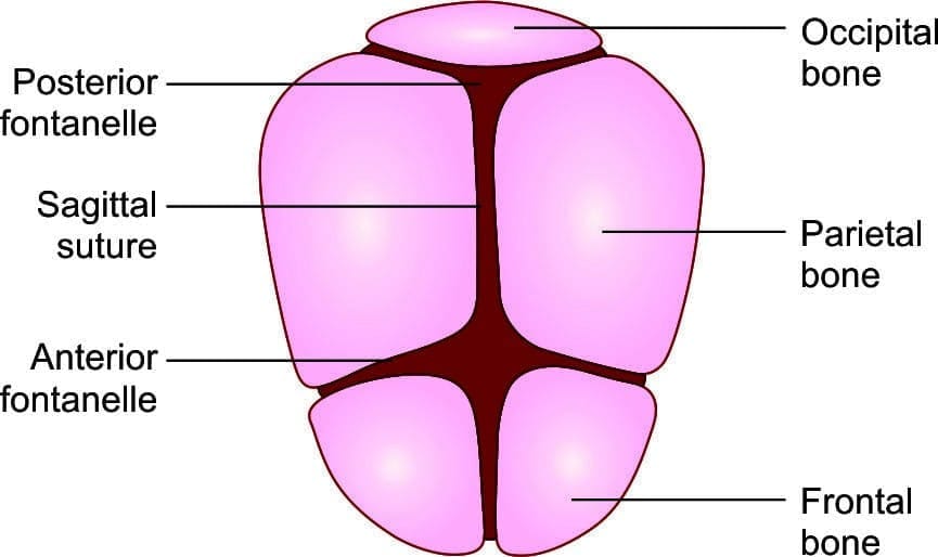 Landmarks of the fetal skull 