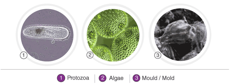 Kingdom Monera, Protista And Fungi - NEET