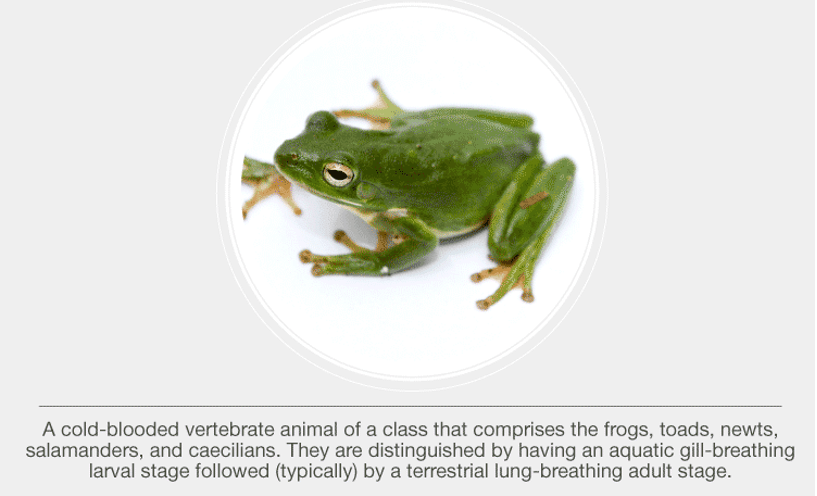 Class Amphibia