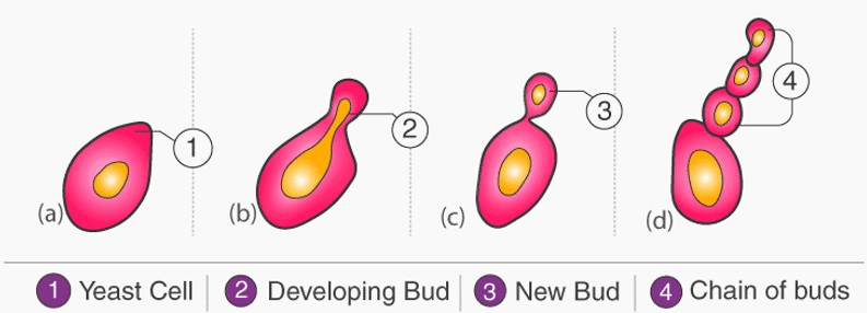 Reproduction in Fungi