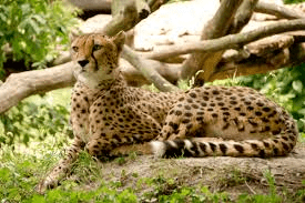 Animal Kingdom - NEET