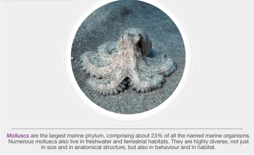 Phylum – Mollusca, Echinodermata & Protochordata - NEET
