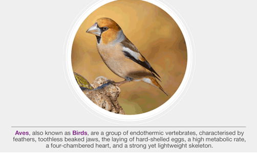 Phylum Chordata (Class - Aves & Mammalia) - NEET