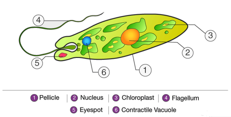 Protista & Kingdom Fungi - NEET