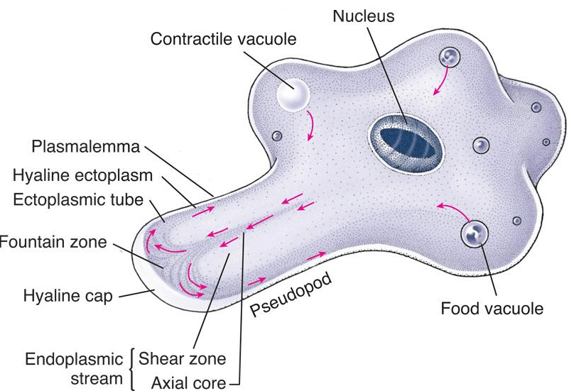 Protista