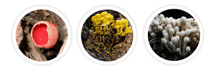 Kingdom Fungi