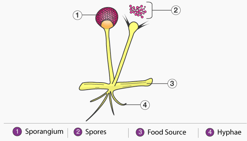 Structure of Fungi