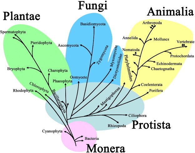 Biological Classification