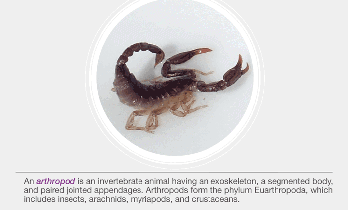 Phylum - Annelida & Arthopoda - NEET