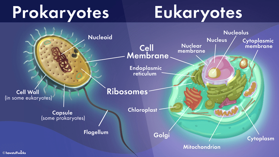 Difference Between Prokaryotic And Eukaryotic Cell Cbse NCERT