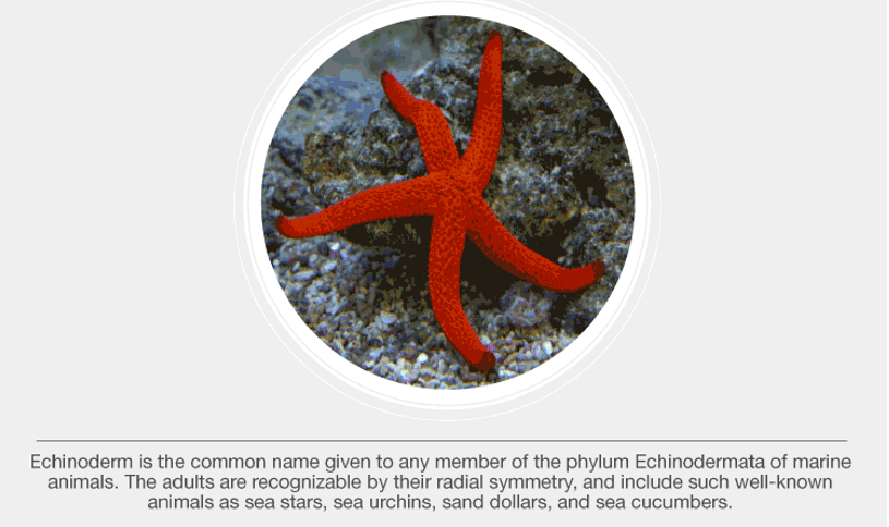Phylum – Mollusca, Echinodermata & Protochordata - NEET