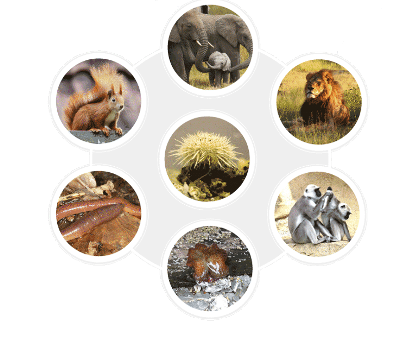 Animal Kingdom - NEET