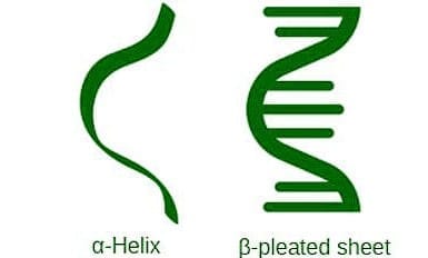 3. Secondary Structure of Proteins