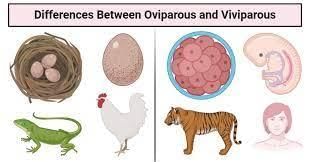Reproduction in Animals - 1 Class 4 Worksheet Science