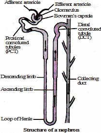Excretion In Plant and Animals Class 10 Notes Science