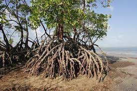 Unit Test (Solutions): Some Unique Places | Our Wondrous World  Class 5 - New NCERT
