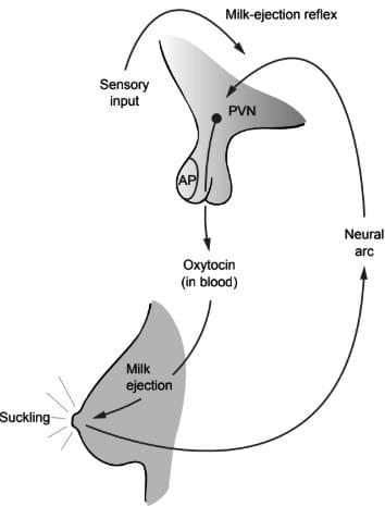 Milk-ejection Reflex
