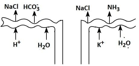 NEET Previous Year Questions (2016-2025): Excretory Products & their Elimination | Biology Class 11