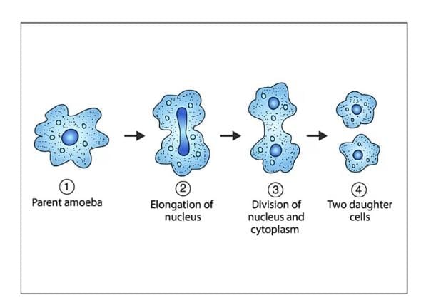 Important Diagrams: How do Organisms Reproduce? | Science Class 10