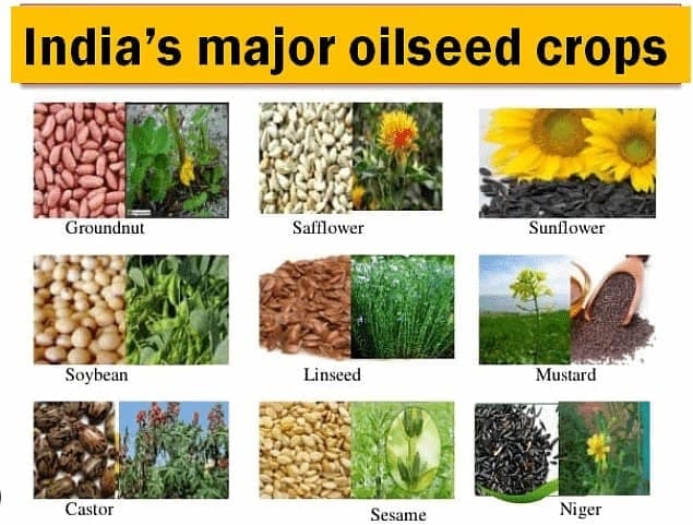 Different Kinds of Crops