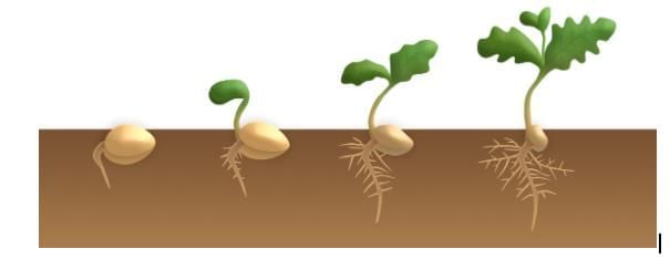 Plants in the Surroundings Chapter Notes | Science Class 3 ICSE