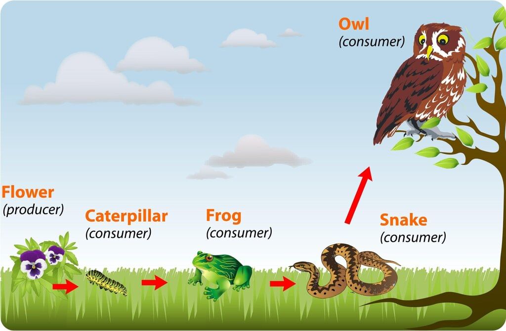 Interdependence of Living Beings - Plants and Animals Chapter Notes | Science Class 5 ICSE