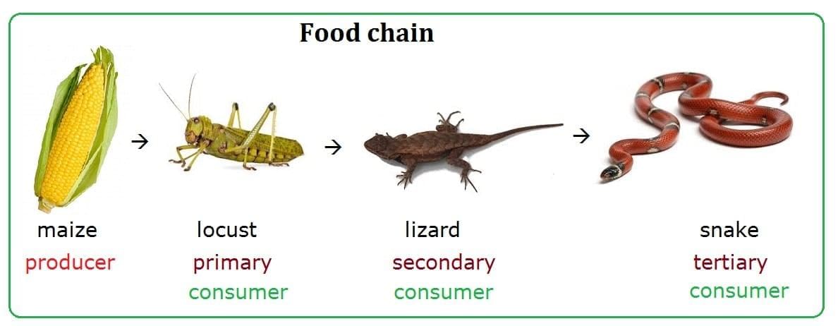 Worksheet: How Nature Works in Harmony | Worksheets with Solutions for Class 8