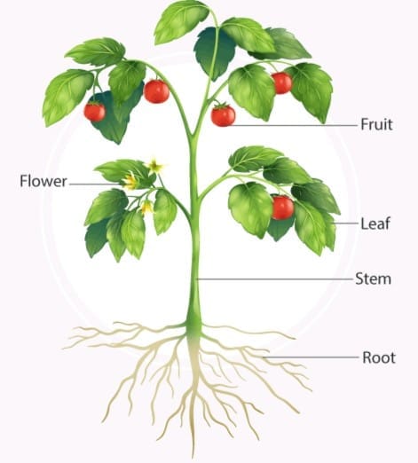 Short Answer Questions: Getting to Know Plants