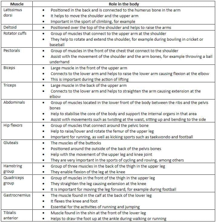 The Structure & Functions of the Musculoskeletal System | Physical Education for GCSE/IGCSE - Year 11
