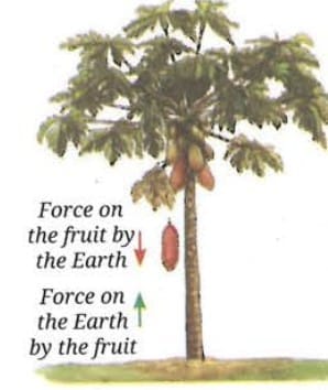 6.6 Newton`s Third Law of Motion