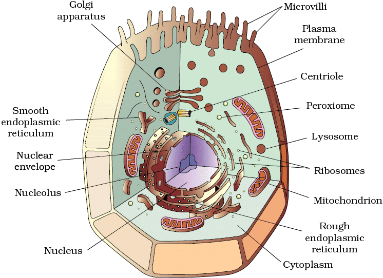 Cheat Sheet : Cell - The Unit of Life | Biology Class 11 - NEET