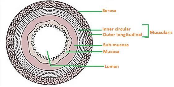 CBSE NCERT Notes Class 11 Biology Digestion Absorption