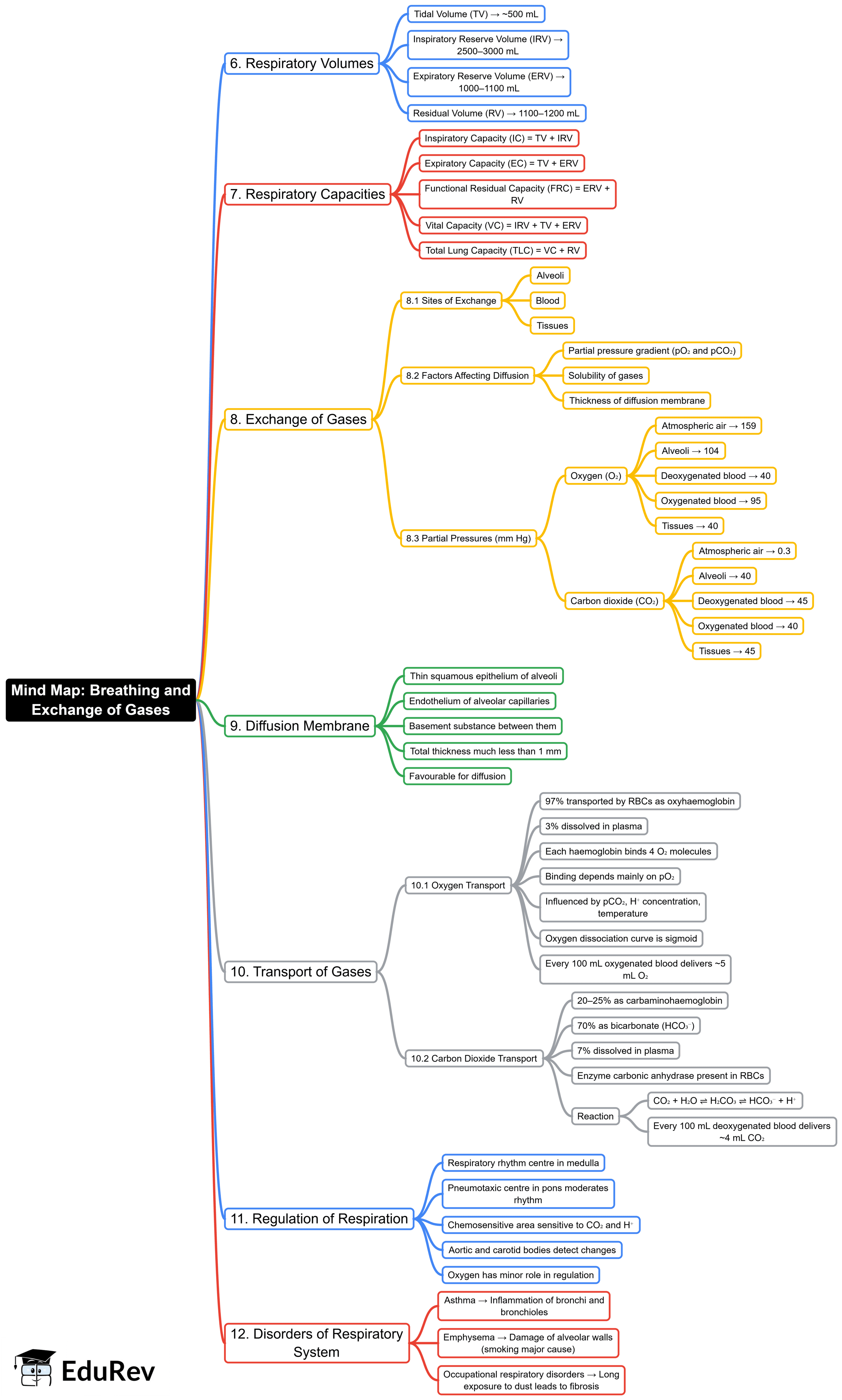 Mind Map: Breathing and Exchange of Gases