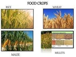 Different Kinds of Crops