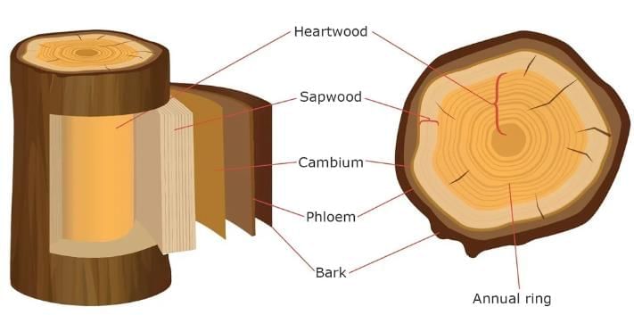 Plant and Animal Tissues Chapter Notes | Biology Class 7 ICSE
