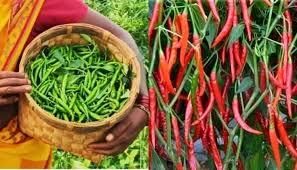 Horticulture of Telangana | Telangana State PSC (TSPSC): Preparation Course - TSPSC (Telangana)