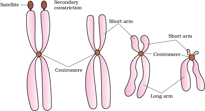 Cheat Sheet : Cell - The Unit of Life | Biology Class 11 - NEET