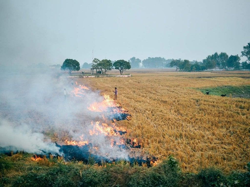 Shifting Cultivation