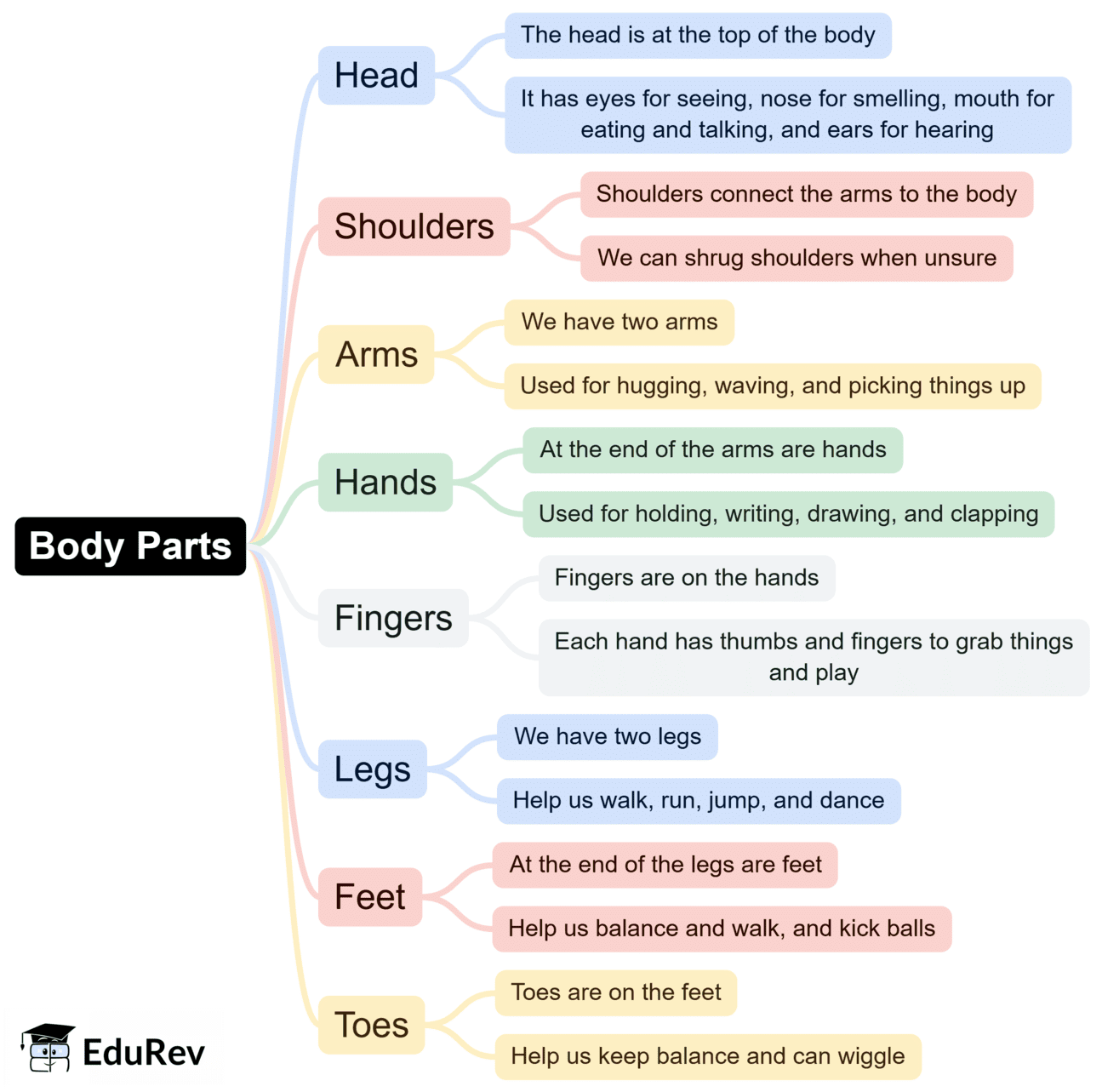 Mind Map : Our Body | EVS for UKG