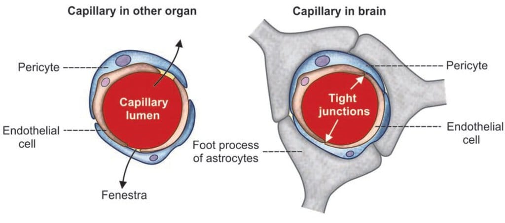 Cerebrospinal Fluid (CSF) Chapter Notes - Human Anatomy and Physiology