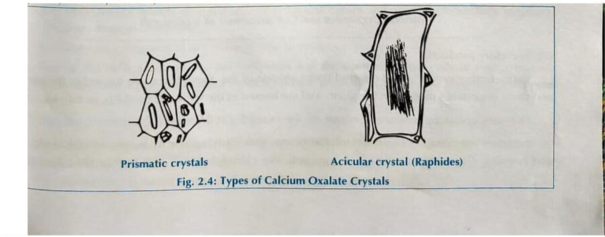 Introduction to Parts of Medicinal Plant - 1 Chapter Notes - Pharmacognosy
