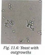 Activity 11.2 : Let us explore - Budding in Yeast