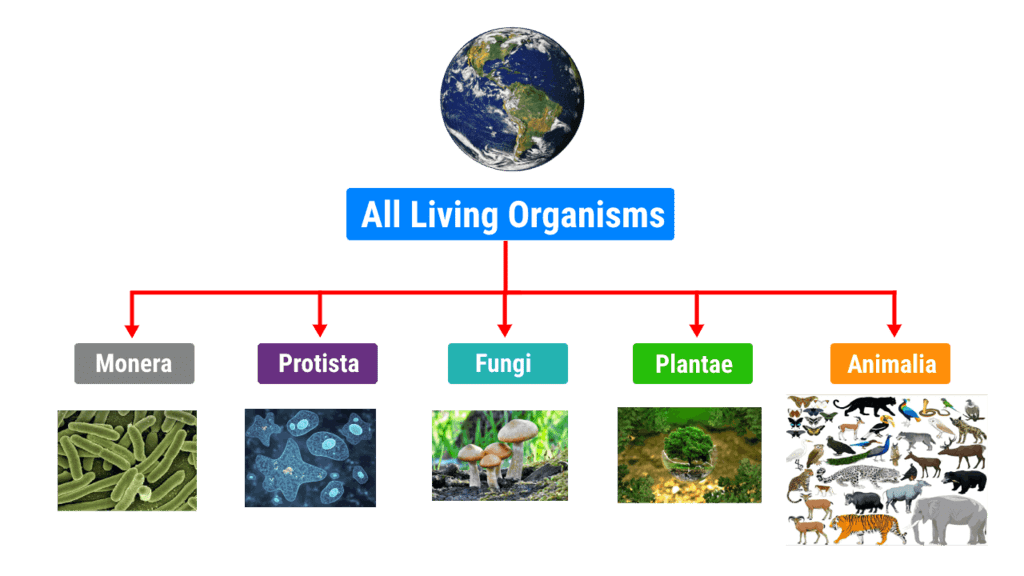Introduction to Biological Classification | Biology for Grade 11