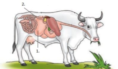 Diagram Based Question Answers Life Processes in Animals - Science ...