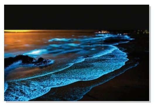 Spectacular Wonders Chapter Notes | Chapter Notes For Class 8
