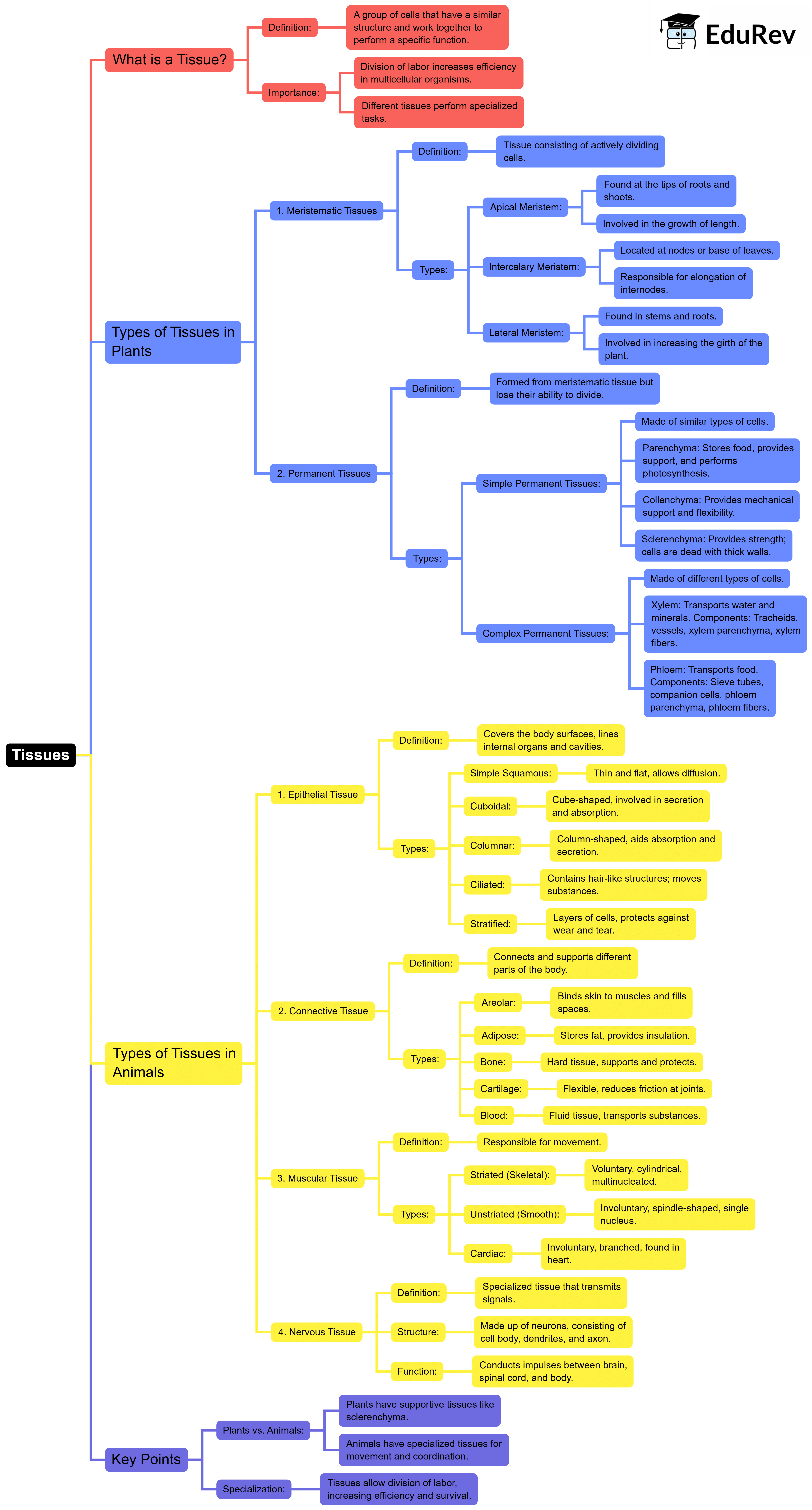 Mindmap: Tissues | Subject-Wise Mind Maps for Class 9