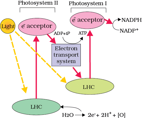 Z Scheme of Light Reaction